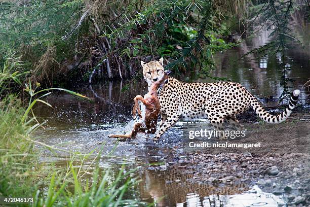 cheetah catching prey in the serengeti - nicolamargaret stock pictures, royalty-free photos & images