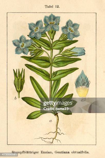 botanic fia v10 t12 gentiana obtusifolia - botanik stock illustrations