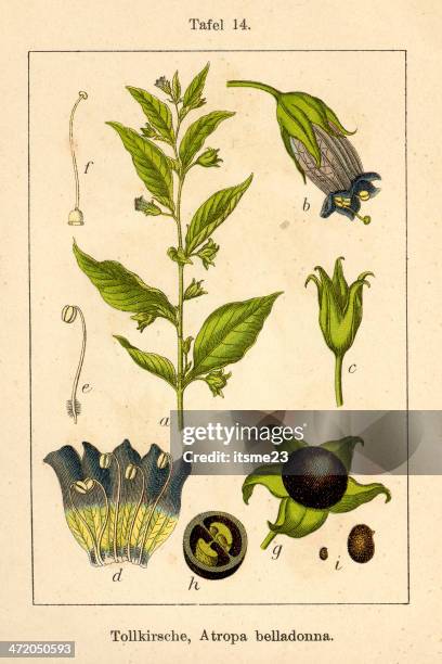 botanic fia v10 t14 atropa belladonna - botanik stock illustrations