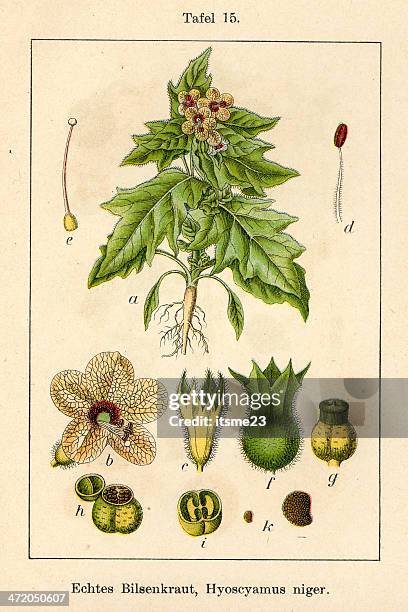botanic fia v10 t15 hyoscyamus niger - botanik stock illustrations