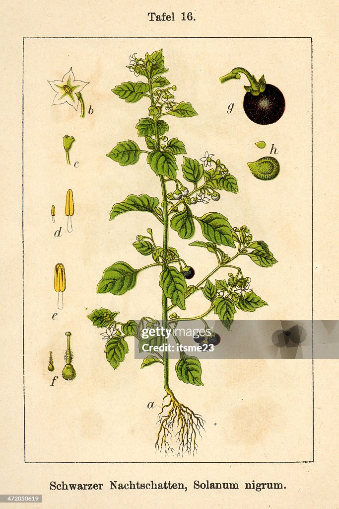 FiA botánico v10 t16 Solanum nigrum