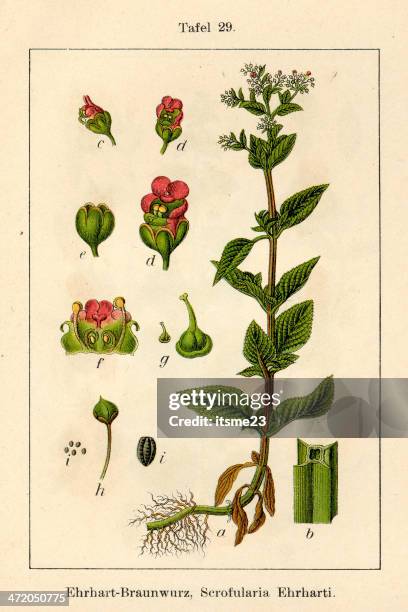 botanic fia v10 t29 scrofularia erharti - botanik stock illustrations