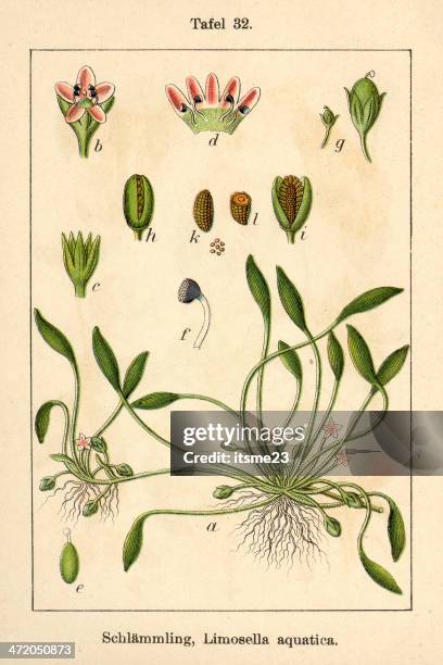 botanic fia v10 t32 limosella aquatica - botanik stock illustrations