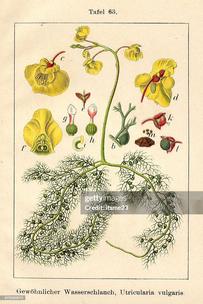 Botanic FiA v10 t63 Utricularia vulgaris