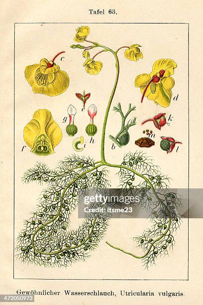botanic fia v10 t63 utricularia vulgaris - botanik stock illustrations