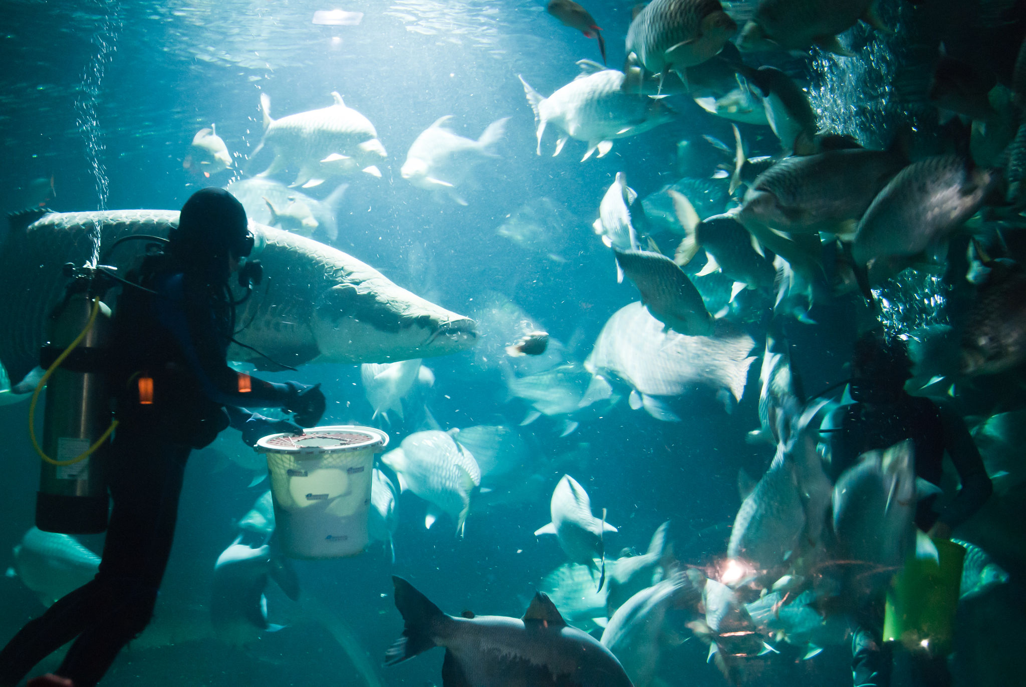 aquarium aquarium