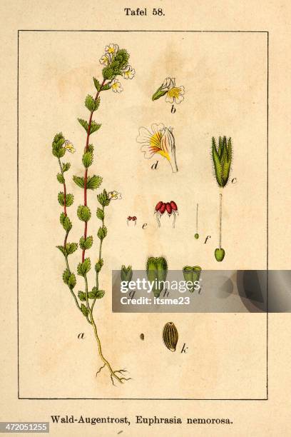 botanic fia v10 t58 euphrasia nemorosa - botanik stock illustrations