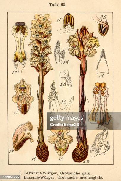 botanic fia v10 t60 orobanche galii medicaginis - orobanche stock illustrations