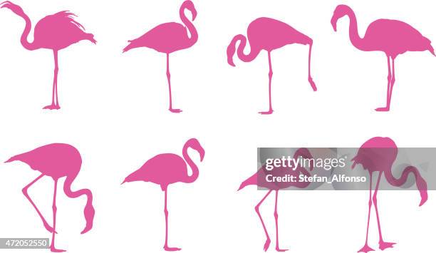 Flamingos Silhouettes High-Res Vector Graphic - Getty Images
