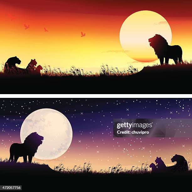 illustrations, cliparts, dessins animés et icônes de silhouettes des lions d'afrique safari illustrations ensemble - cubs banner