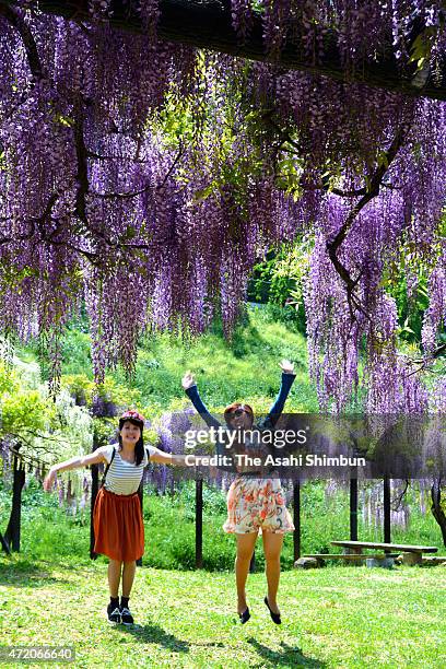 Visitors pose for photographs with fully bloomed Japanese Wisteria at Shirai Omachi Fuji Park on May 2, 2015 in Asago, Hyogo, Japan.