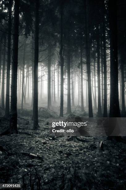 autumnal forest - enchanted forest stock pictures, royalty-free photos & images