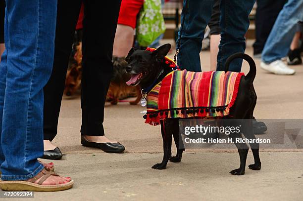 Shadow, a 10 year old Chihuahua, was dressed is some traditional Mexican blanket and small sombrero by his owner Frances Ariano, in preparation for...