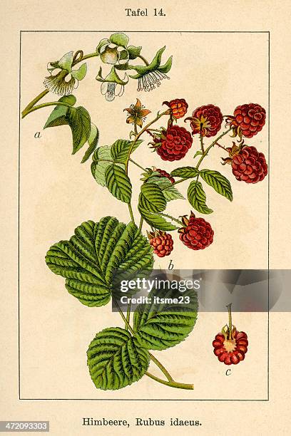botanic fia v08 t14 rubus idaeus - botanik stock illustrations