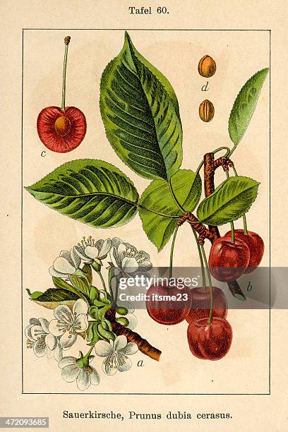 illustrations, cliparts, dessins animés et icônes de fia botaniques v08 t60 prunus dubia cerasus - cerise sure