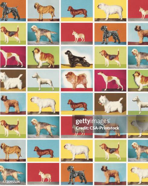 dog-on-it pattern - best in show stock illustrations