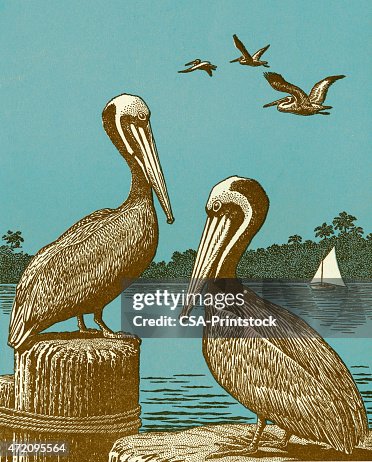 Pelicans Pelicans