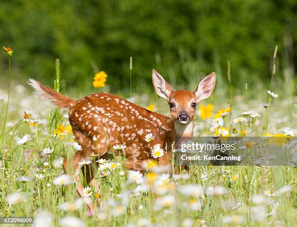 deer rehkitz - white tailed deer stock-fotos und bilder