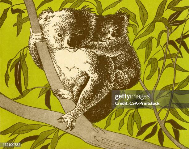 koala bears in tree - koala stock illustrations
