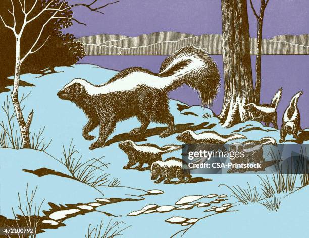 skunks - skunk stock illustrations