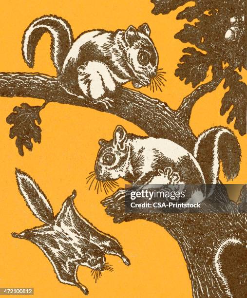 flying squirrels - flying squirrel stock illustrations