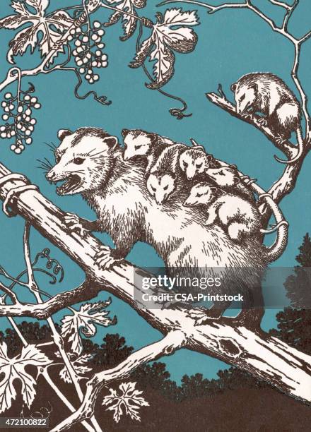 possum with babies - opossum 幅插畫檔、美工圖案、卡通及圖標