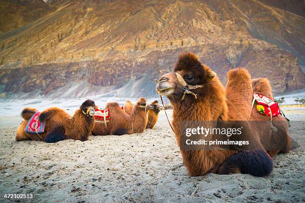 camel is waiting for tourists in nubra valley, leh. - bactrian camel stock pictures, royalty-free photos & images