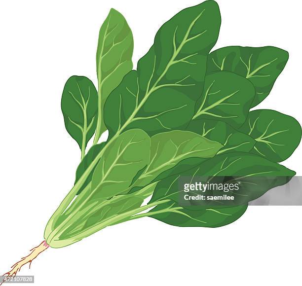 stockillustraties, clipart, cartoons en iconen met illustration of spinach with root against white background - spinazie