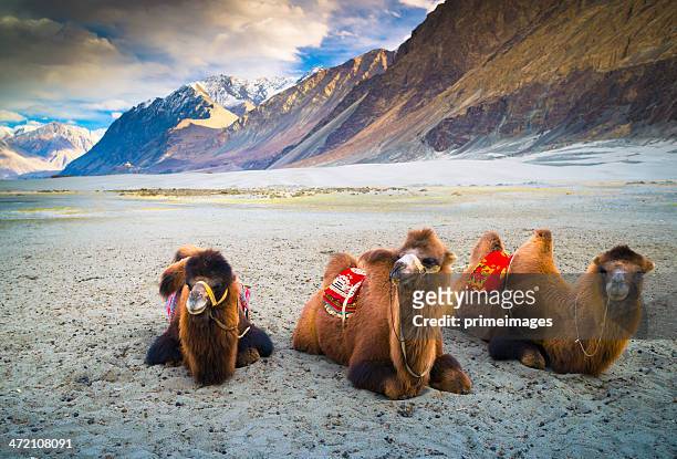 camel is waiting for tourists in nubra valley, leh. - ladakh bildbanksfoton och bilder