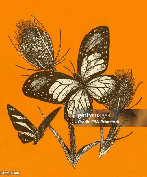 butterflies - thistle stock illustrations