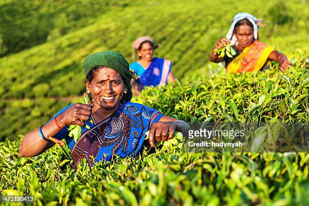tamil pickers collecting tea leaves on plantation, southern india - india tea plantation stockfoto's en -beelden
