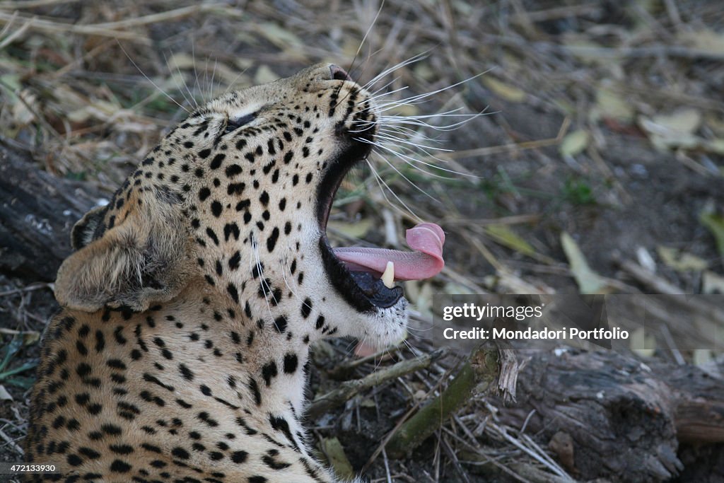 Leopard yawning