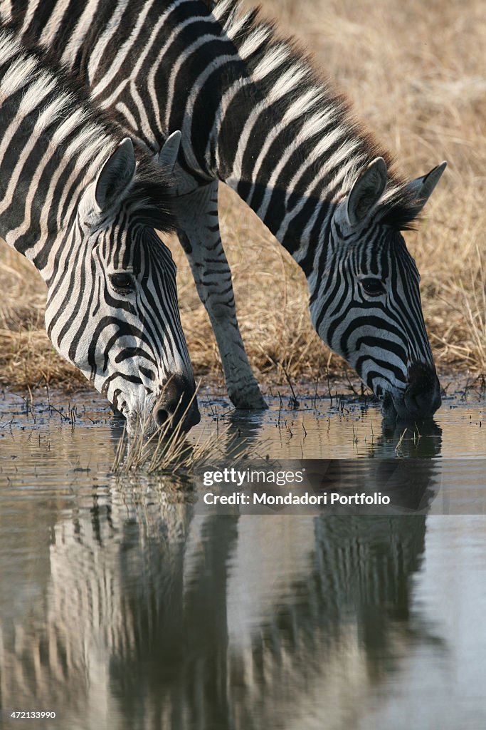 Two zebras drinking from a puddle