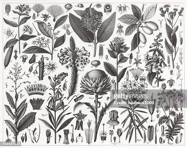 pflanzen mit resinous und milky sap-gravur - sap stock-grafiken, -clipart, -cartoons und -symbole