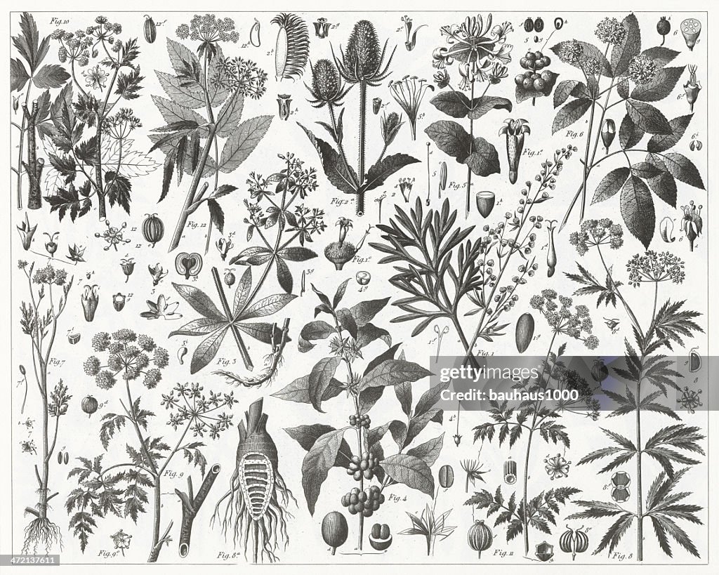 Tea Plants Engraving