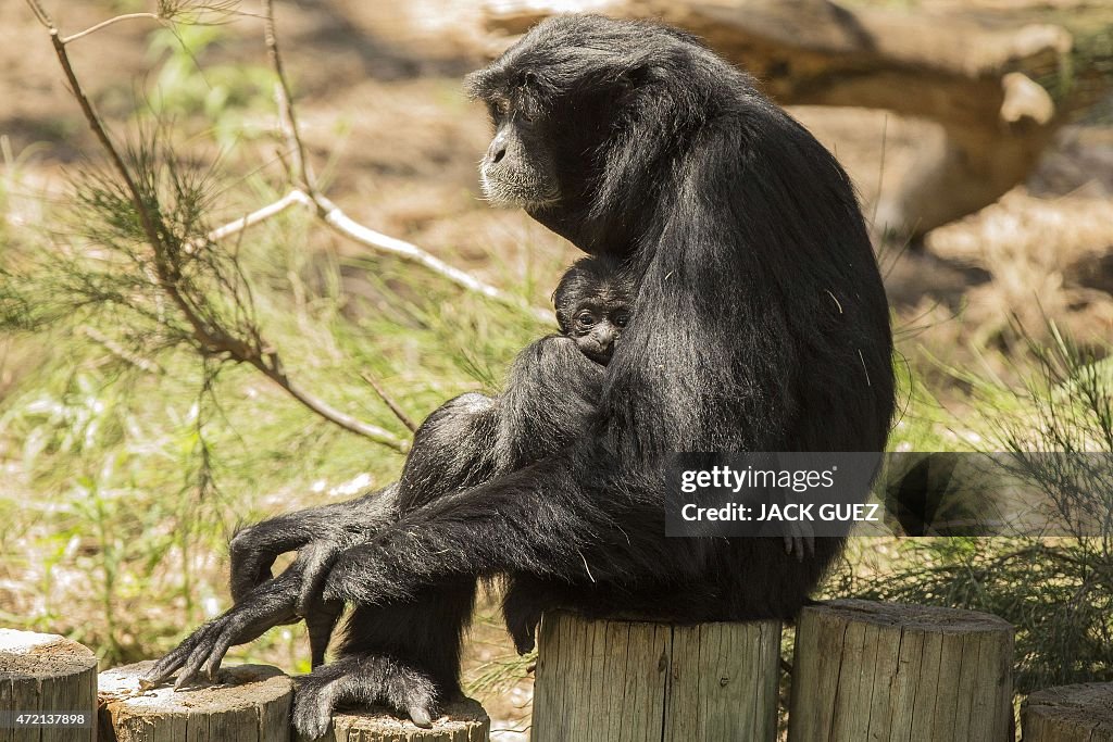 ISRAEL-ANIMAL-GIBBON-SIAMANG-ZOO-BIRTH