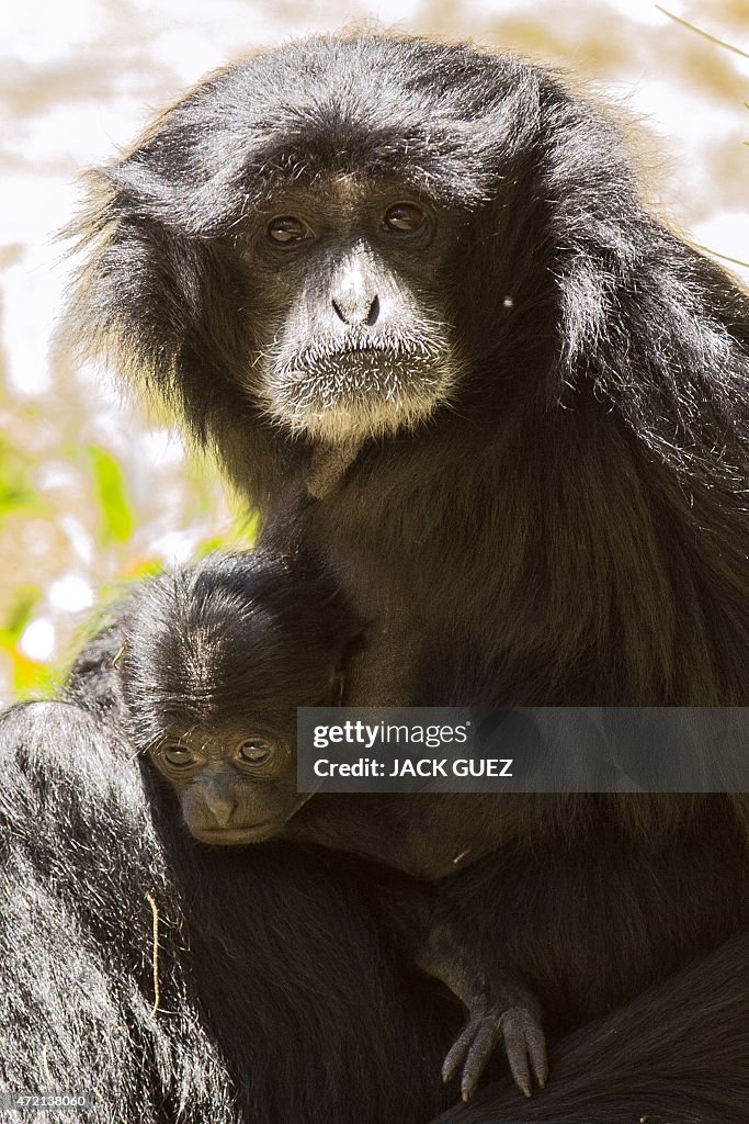 ISRAEL-ANIMAL-GIBBON-SIAMANG-ZOO-BIRTH