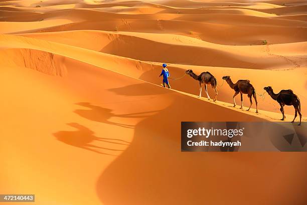 young  tuareg with camel on western sahara desert in africa - merzouga stock pictures, royalty-free photos & images