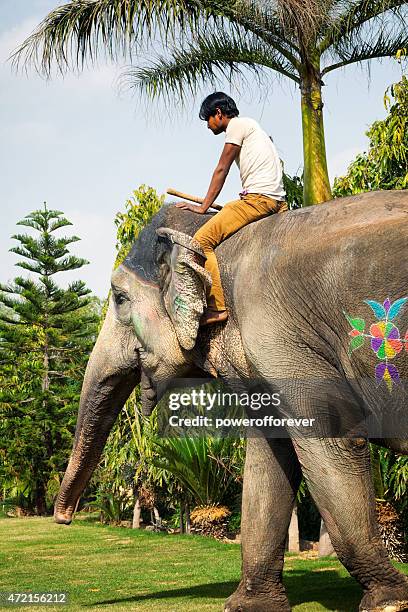 Guy Riding Elephant Man Riding Elephant Photos and Premium High Res Pictures - Getty Images
