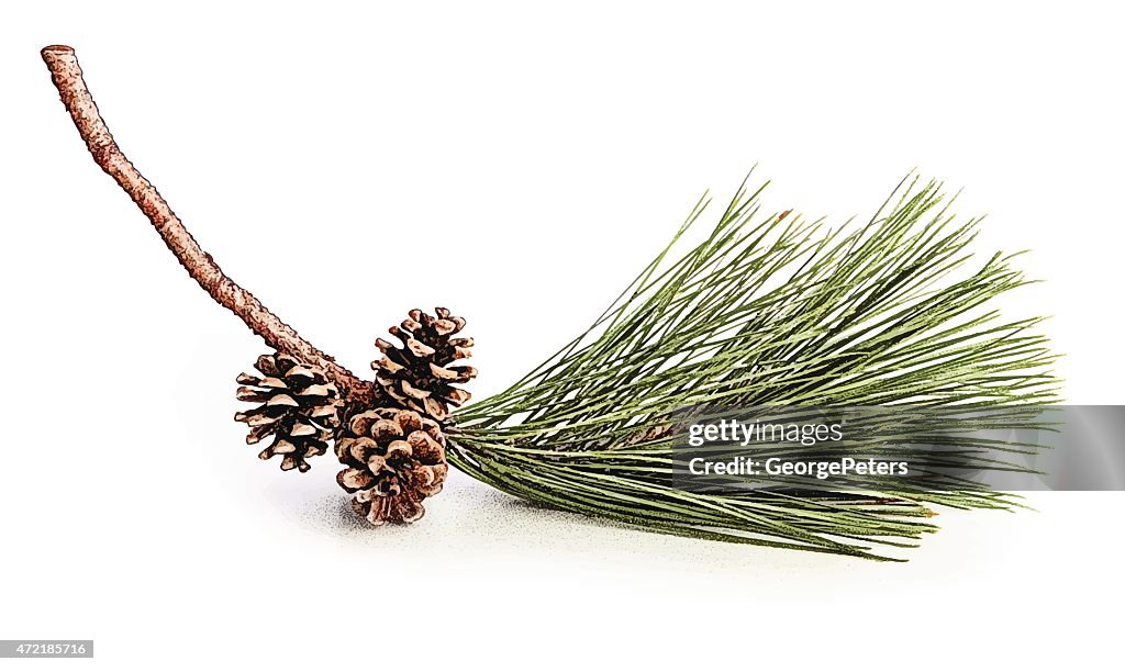 Pine Bough und Hütchen