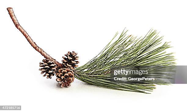 pine bough and cones - douglas fir white background stock illustrations