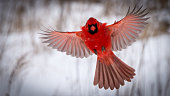 Male Northern Cardinal in Flight