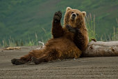 Coastal Brown Bear