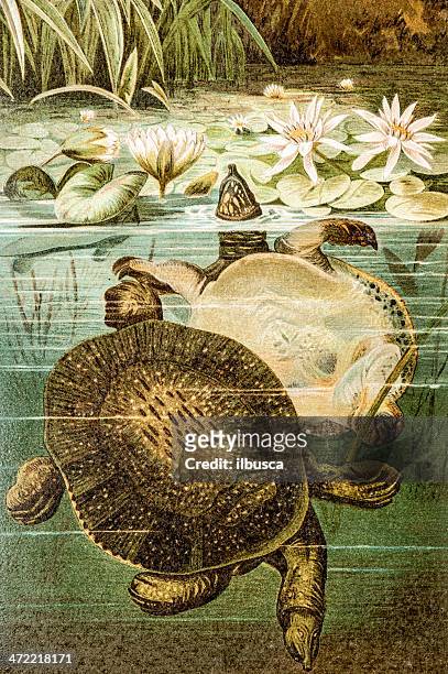 ilustraciones, imágenes clip art, dibujos animados e iconos de stock de color antiguo ilustración de florida, impermeable turtle (apalone ferox) - turtle