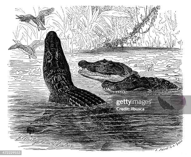 antique illustration of spectacled caiman (caiman crocodilus) - caiman stock illustrations