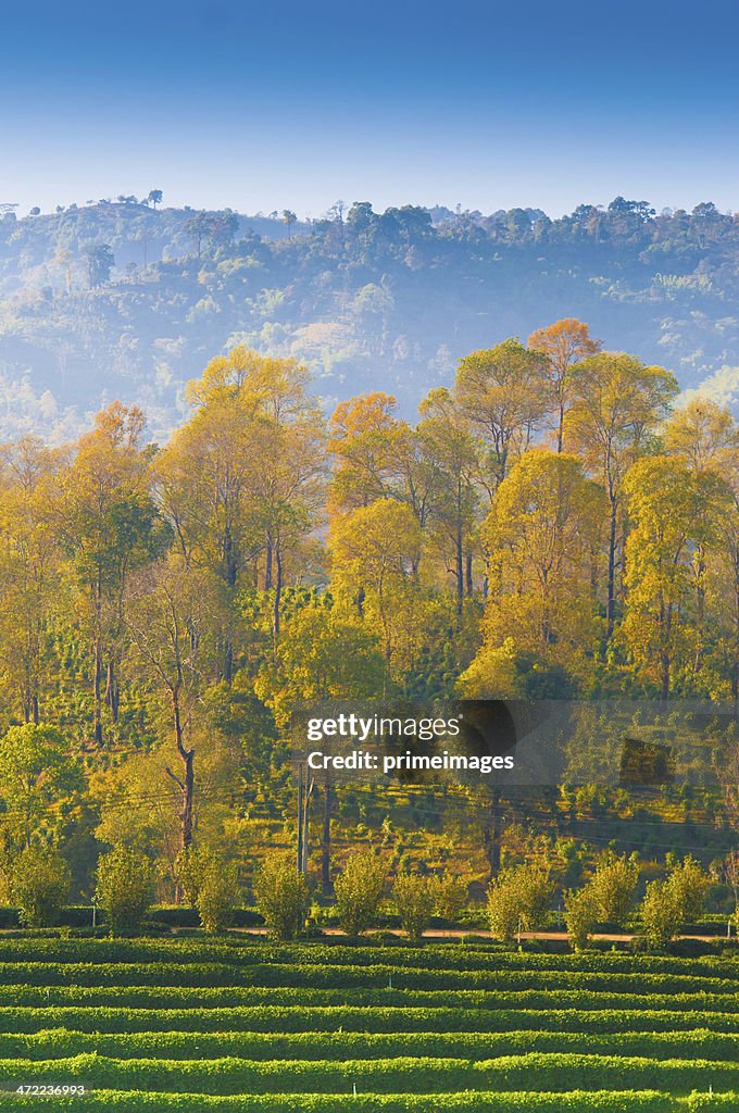 Green tea plantation in Asia