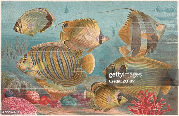 butterflyfishes in a coral reef, lithograph, published in 1884 - royal angelfish stock illustrations