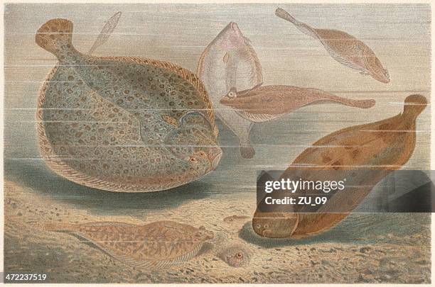 stockillustraties, clipart, cartoons en iconen met flatfishes (pleuronectiformes), lithograph, published in 1884 - sole