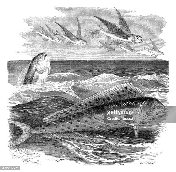 bildbanksillustrationer, clip art samt tecknat material och ikoner med antique illustration of mahi-mahi or common dolphinfish (coryphaena hippurus) - dorado color