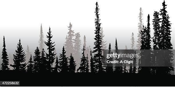 treeline up north - spruce stock illustrations